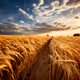 waves of wheat in the wind
