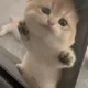 HELP CATZ