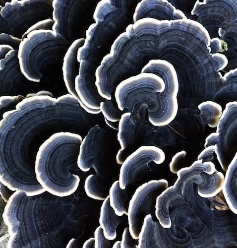 black trametes