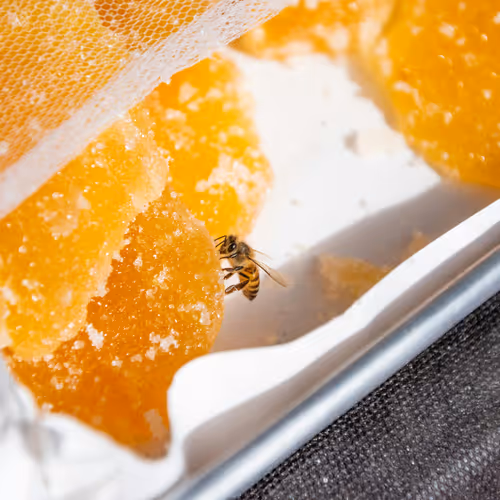 bee