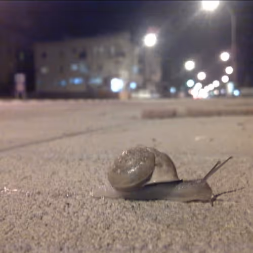 My small snail
