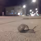 My small snail