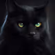 Black zora cat