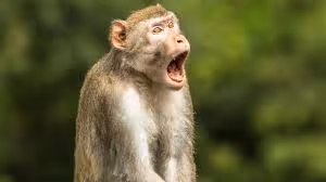 monkey st
