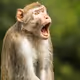 monkey st