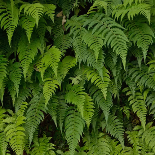 Fern