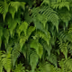 Fern