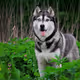 DOGE