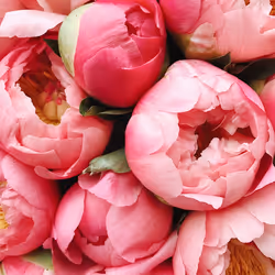 Rose Peonies