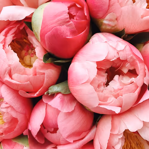 Rose Peonies