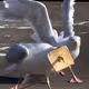 Seagull