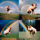 Pig Fly