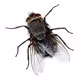 flies