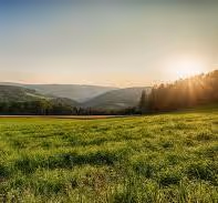 meadow