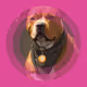 PitBullRun