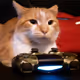 fortnite cat