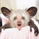Aye Aye