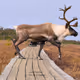 Animals of Canada