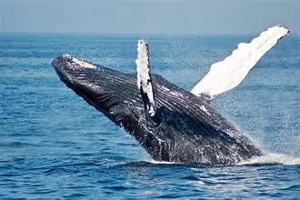 Whale №10