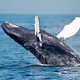 Whale №10