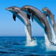 beautiful dolphins