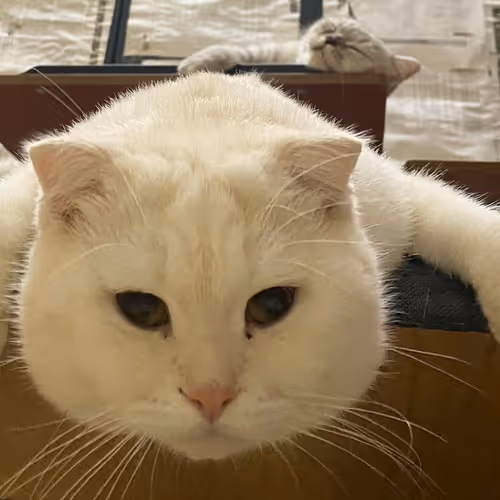 Cat Name Sumo
