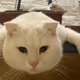 Cat Name Sumo