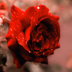 Red rose