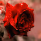 Red rose