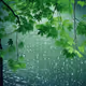 rain
