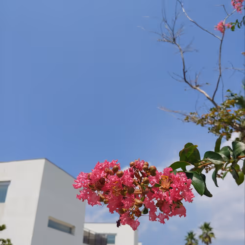 목백일홍 Lagerstroemia indica