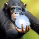Apes together strong