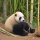 Bamboo eating panda