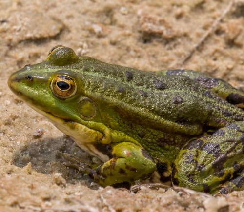 frogs