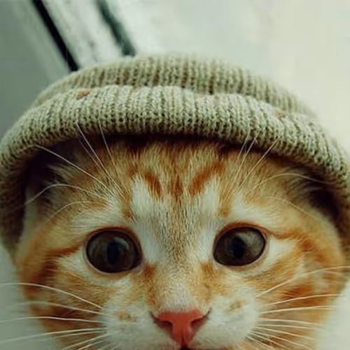 Cat Hat