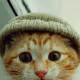 Cat Hat