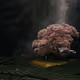 Blooming tree