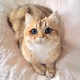 Cats elon mask ai