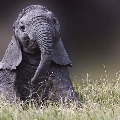 Baby Elephant