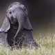 Baby Elephant