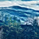 Nature and animal NFTs