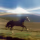 Horses