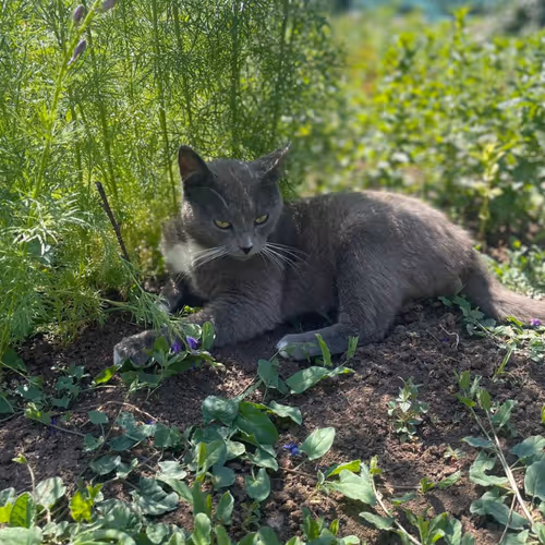 ENJOY CAT