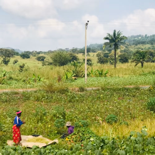 FARMING