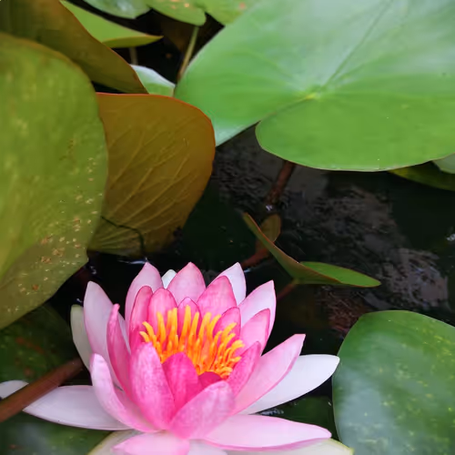 0x76d816426866297b000b2a72bce9ff33049f26a8