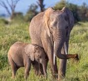 Animals