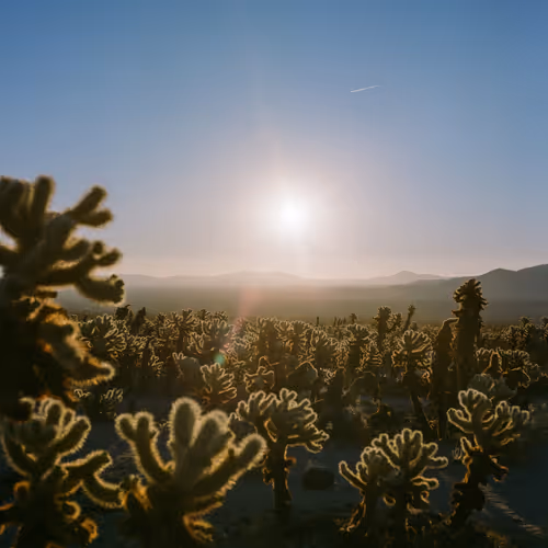 medium format