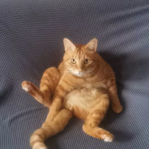 gm