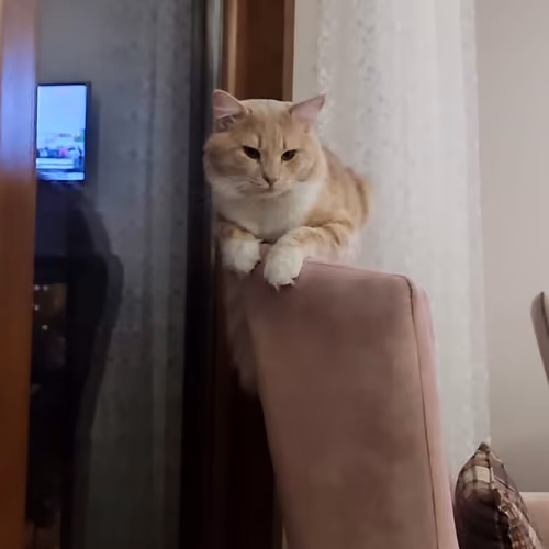 Behlul v1