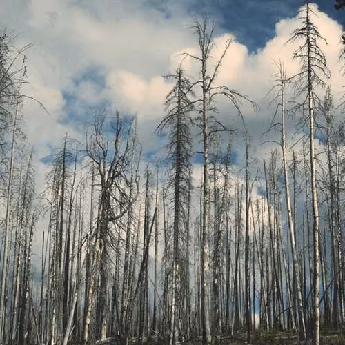 Zoning Builders Welsh